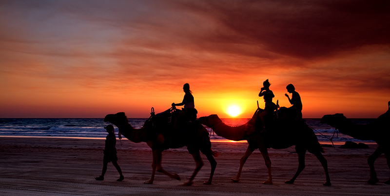 _MG_2968mw.jpg - Camels on Sunset - Cable Beach, Broome, WA